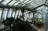 Baumfarne im Sky Garden 