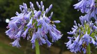 229 Cornwall, Trebah Garden