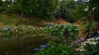 230 Cornwall, Trebah Garden