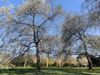 London. Kensington Garden 