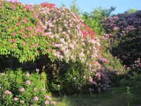 wunderschöne Rhododendren bei Chilworth Manor