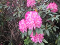 Rhododendron