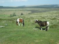Dartmoor