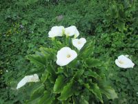 am St. Michaels Mount