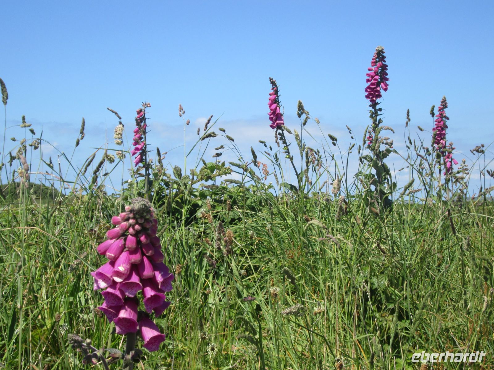 Land's End: Glockenblume
