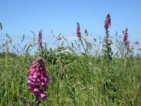 Land's End: Glockenblume