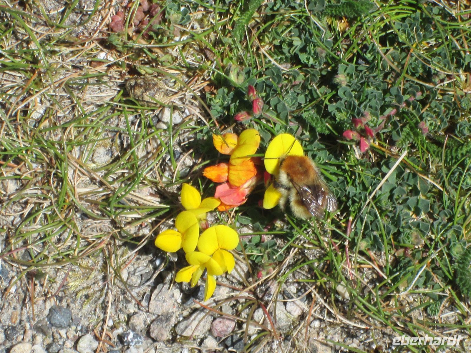 die Hummel sucht Nektar