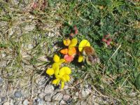 die Hummel sucht Nektar