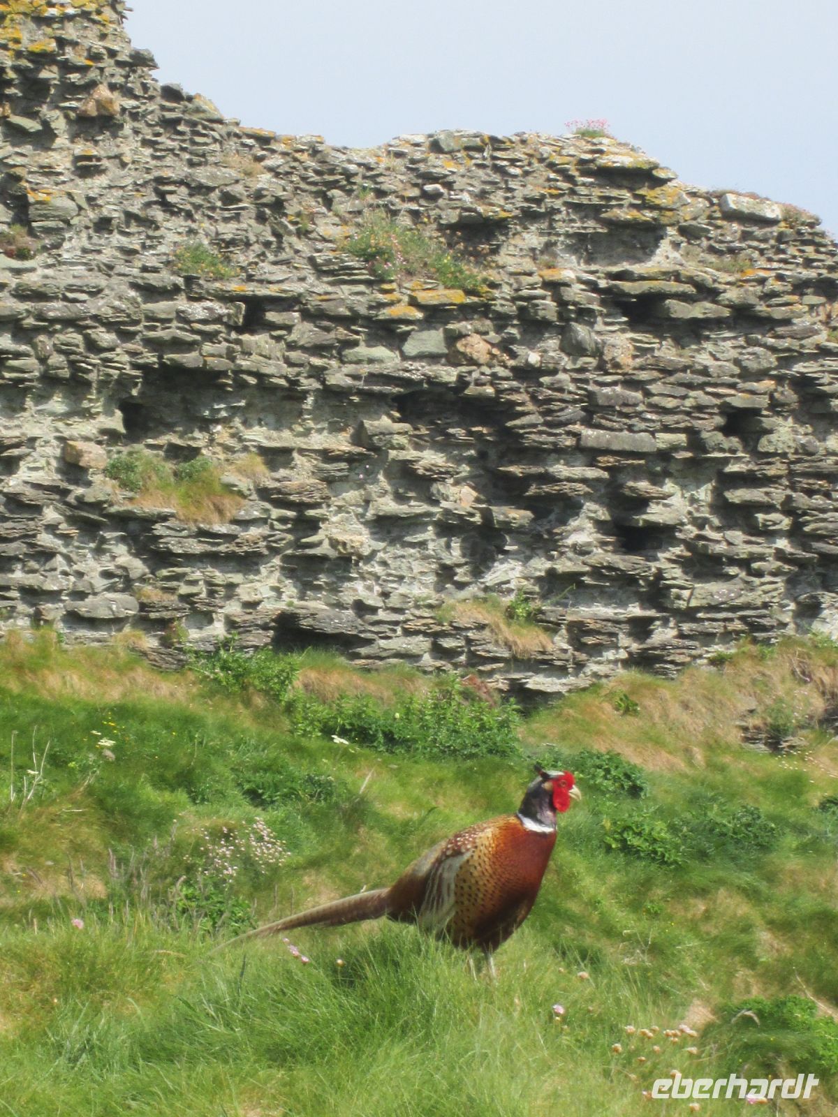 Fasan in Tintagel