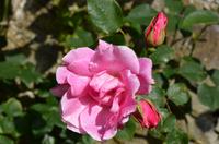 235 Bodnant Garden