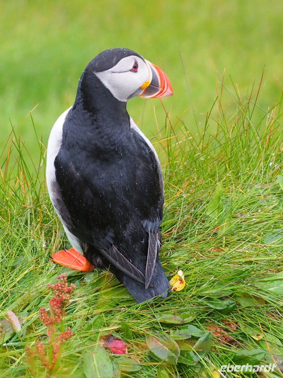 Sumburgh Head: Papageientaucher