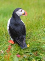 Sumburgh Head: Papageientaucher