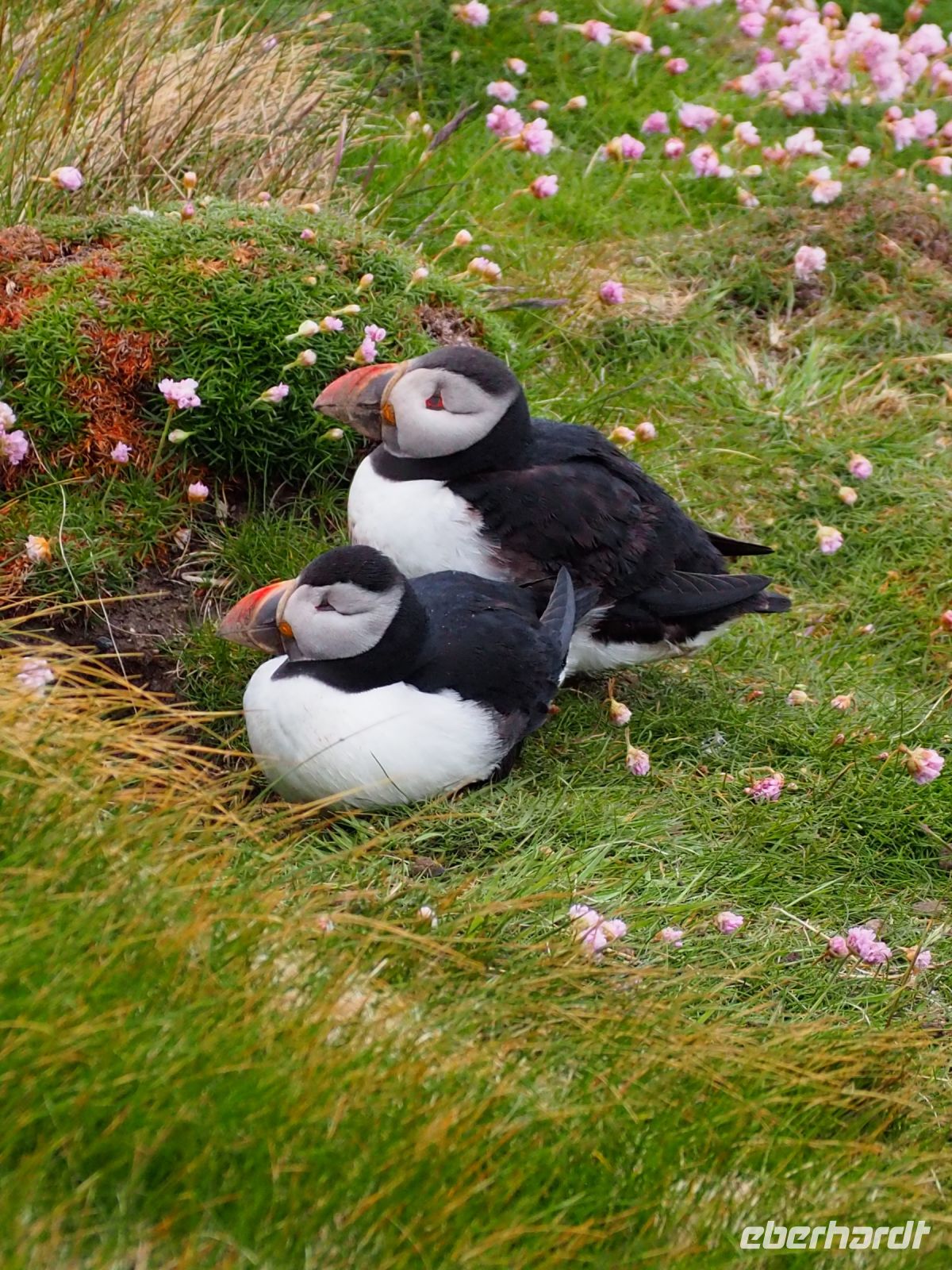 Sumburgh Head: Papageientaucher