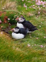 Sumburgh Head: Papageientaucher