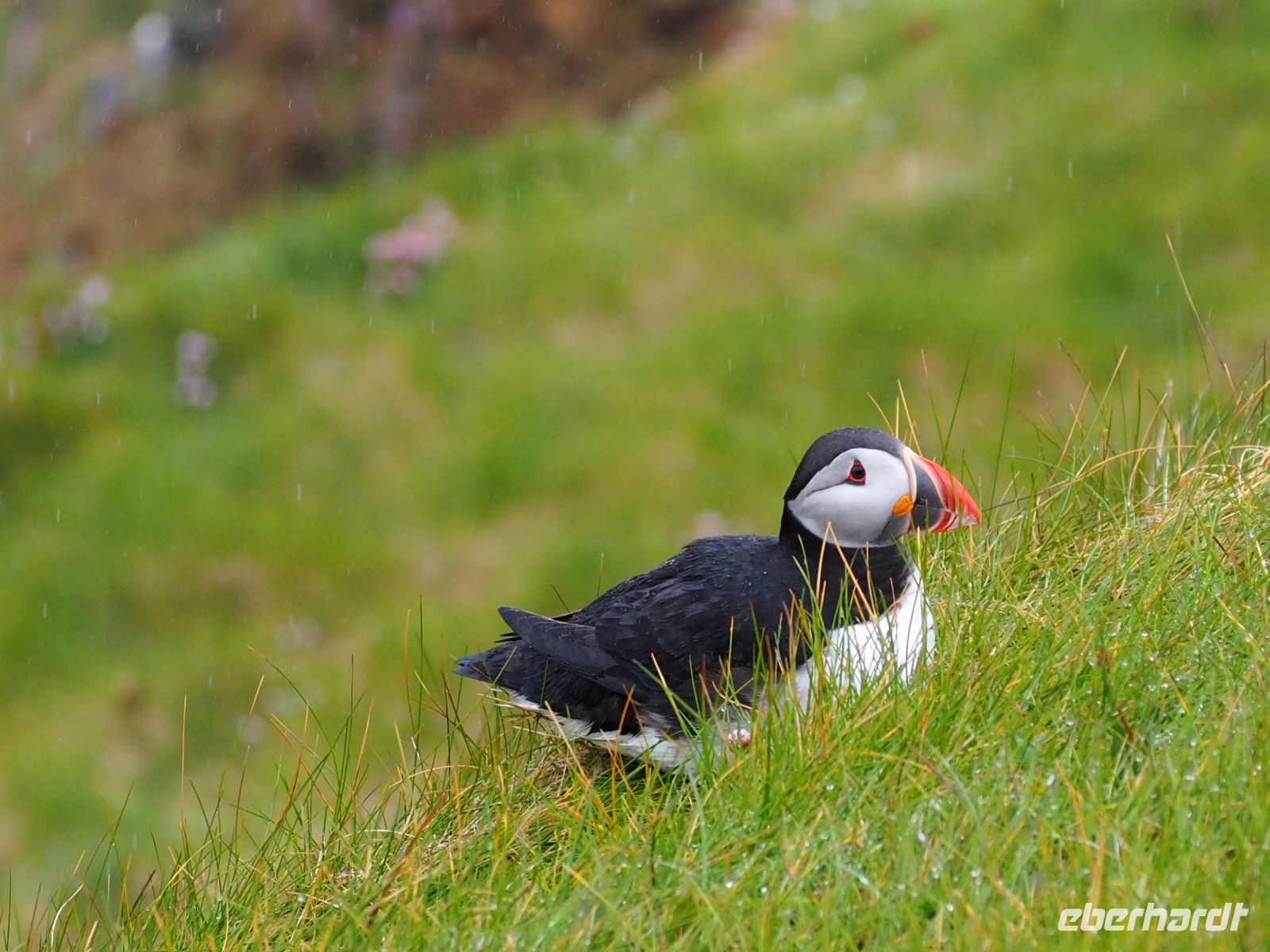 Sumburgh Head: Papageientaucher