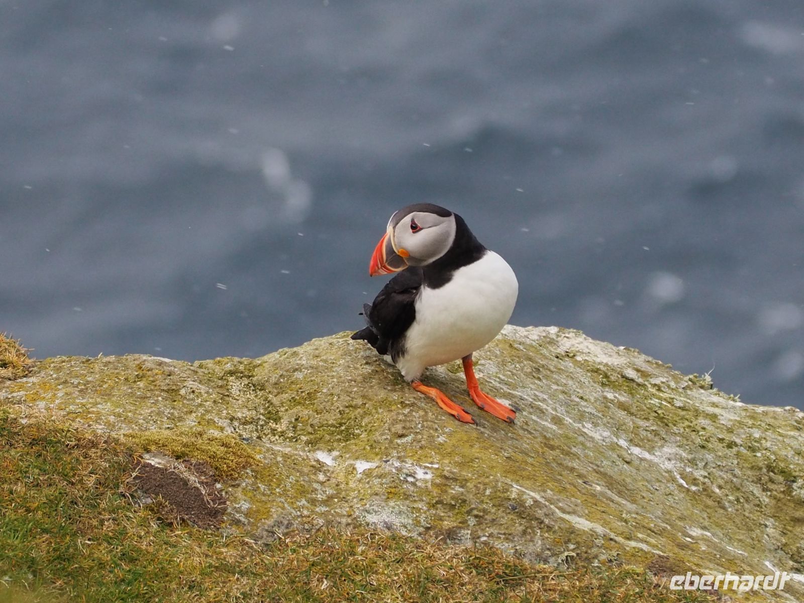 Hermaness Nature Reserve: Papageientaucher