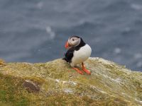 Hermaness Nature Reserve: Papageientaucher