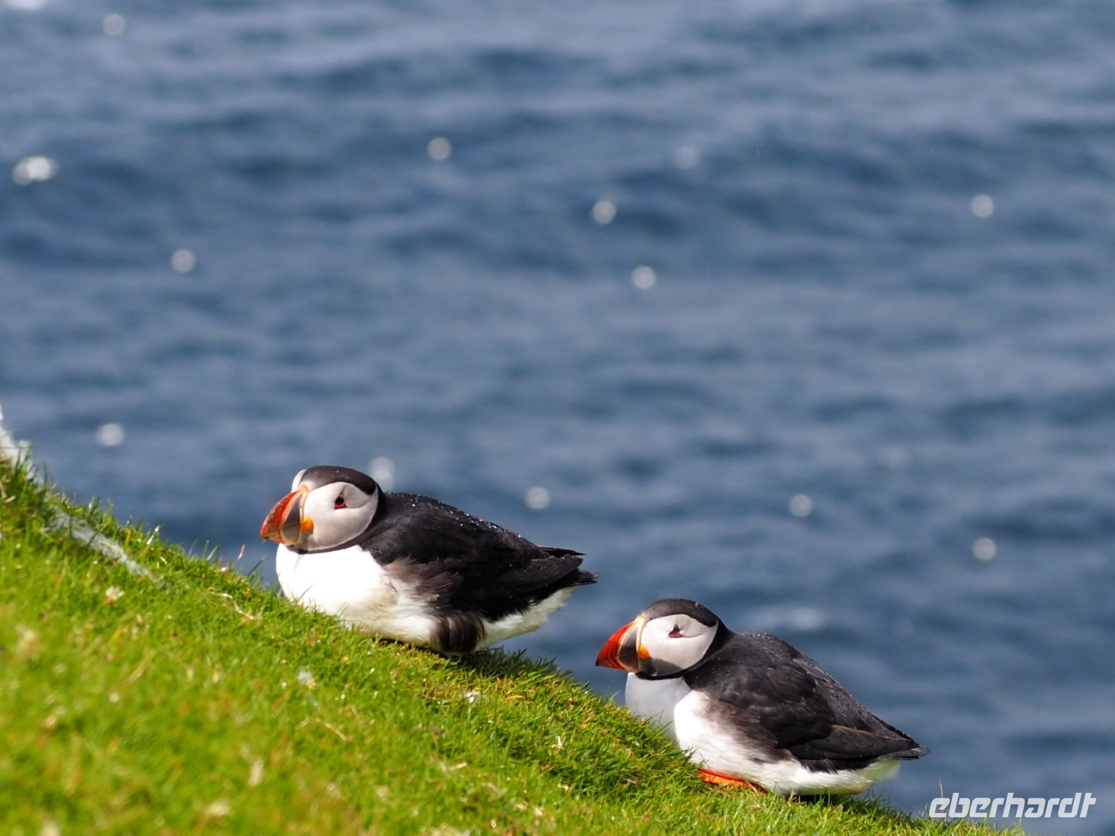 Hermaness Nature Reserve: Papageientaucher
