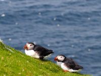 Hermaness Nature Reserve: Papageientaucher