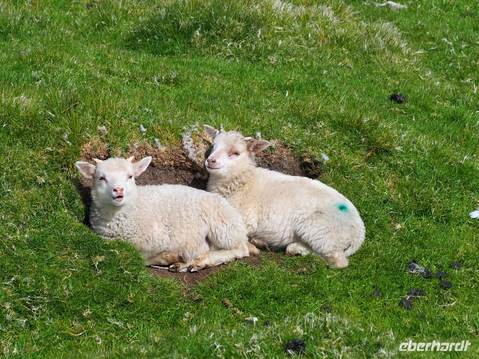 Hermaness Nature Reserve