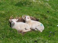 Hermaness Nature Reserve