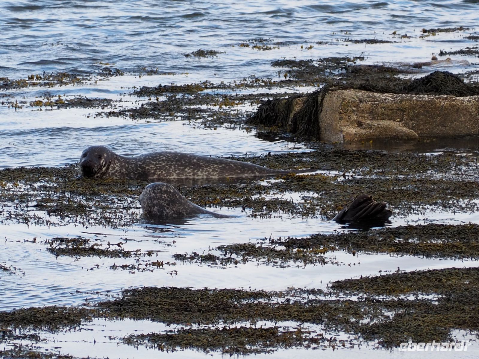 Kegelrobben in Bressay