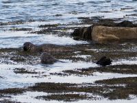 Kegelrobben in Bressay