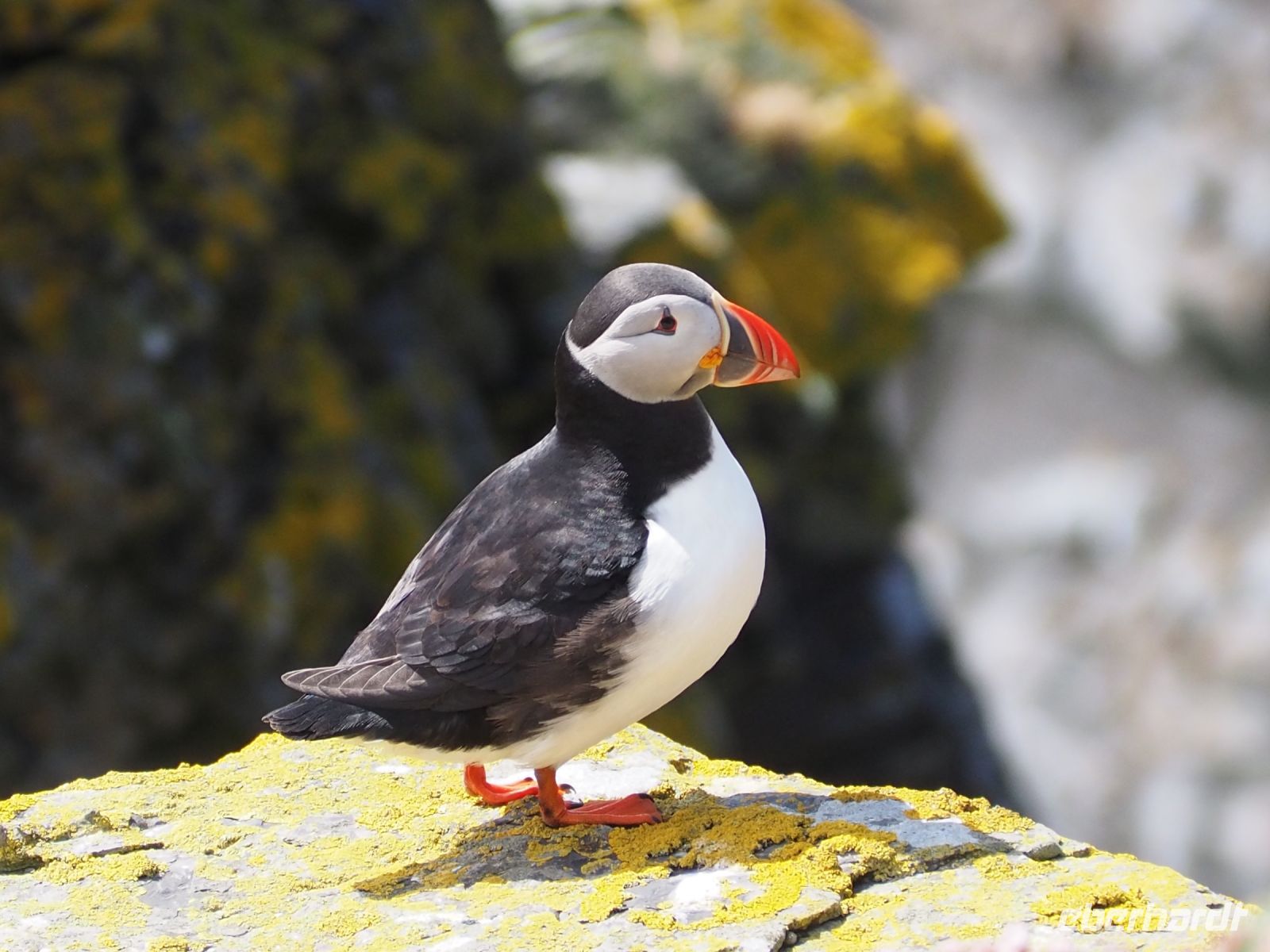 Noss National Nature Reserve: Papageientaucher