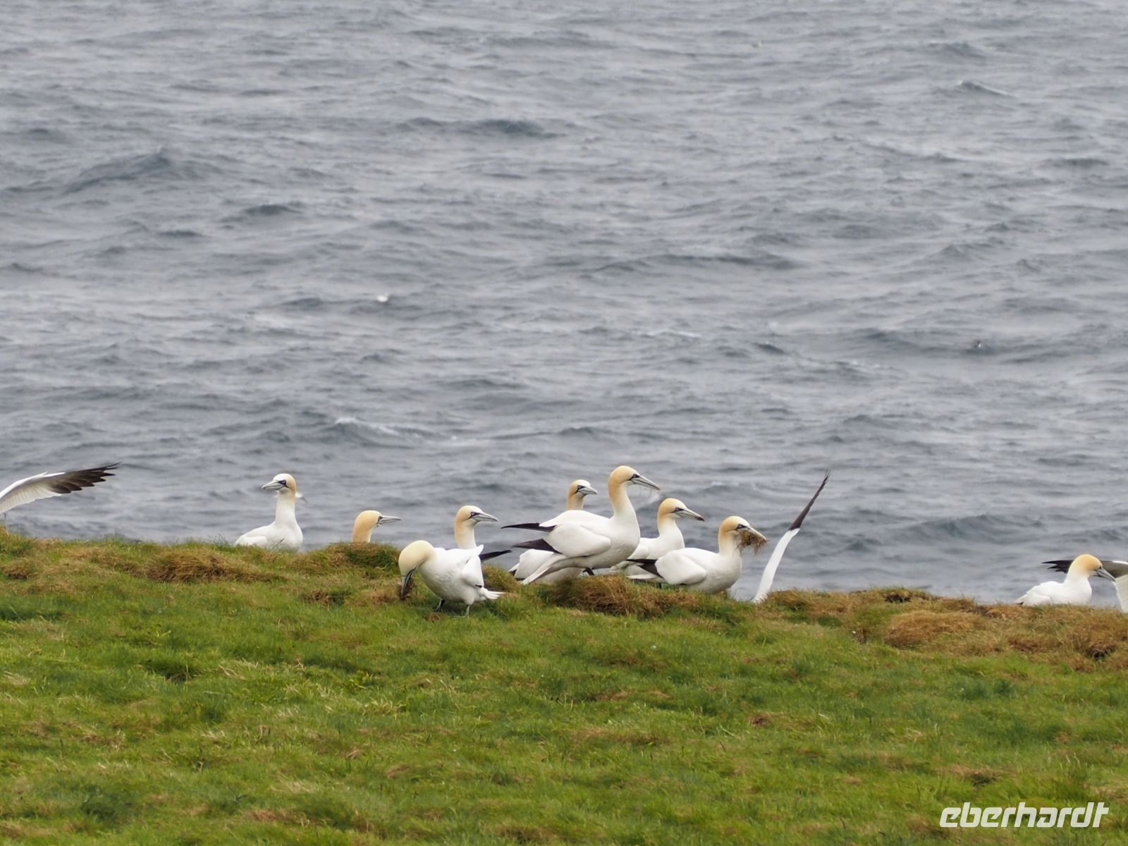 Noss National Nature Reserve: Basstölpel