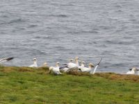 Noss National Nature Reserve: Basstölpel