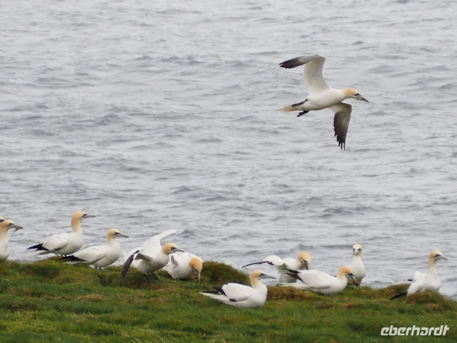 Noss National Nature Reserve: Basstölpel