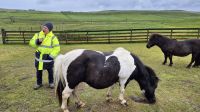 Carol und ihre Shetland Ponies