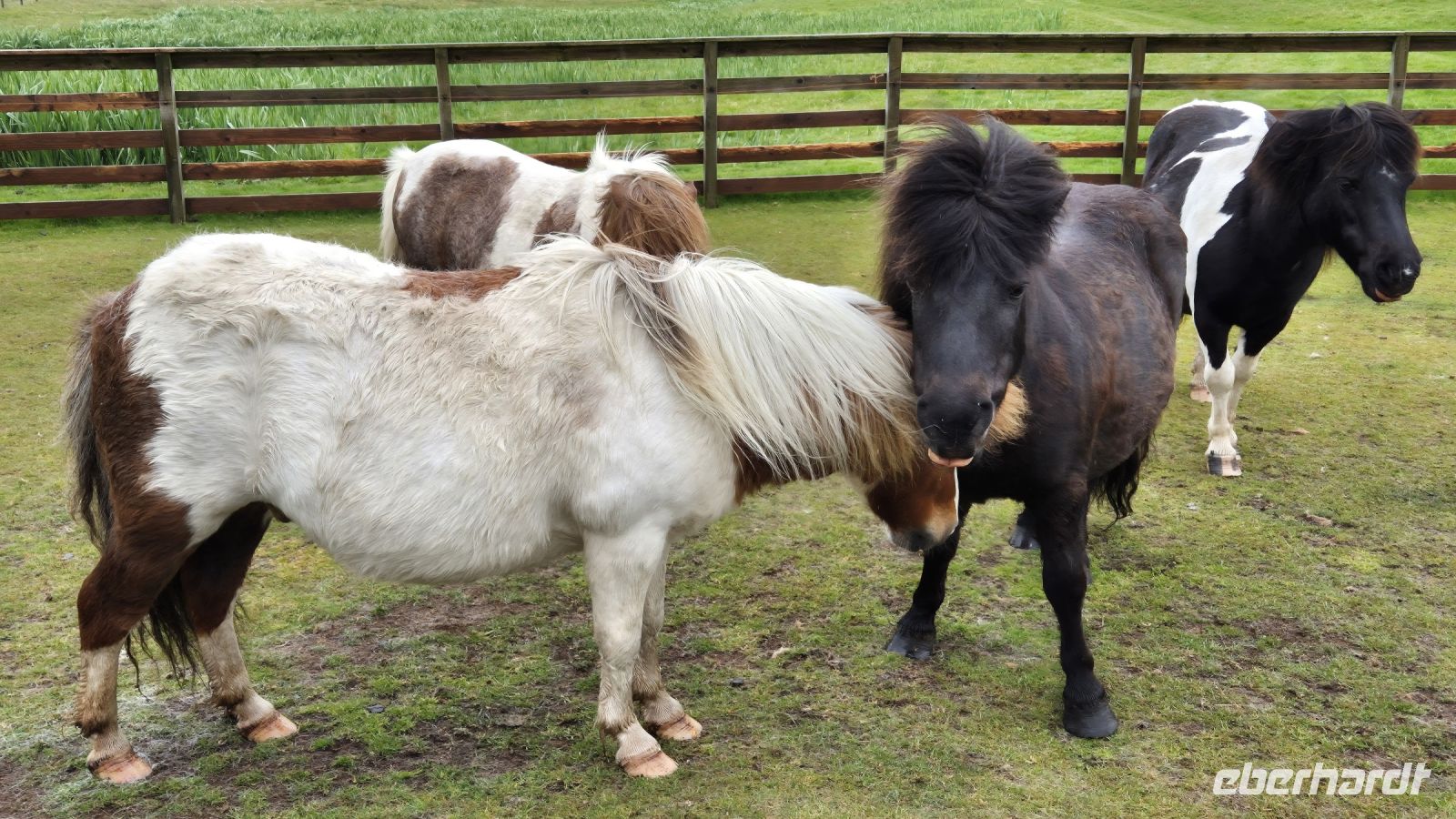 Shetland Ponies