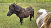 Shetland Pony Taylor Swift