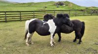 Shetland Ponies