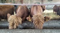 153 - Hochlandrinder, Aberdeenshire