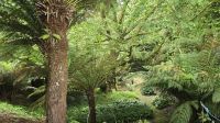 Baumfarne im Trewidden Garden