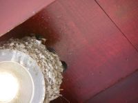 Urquhardt Castle, Schwalbennest