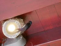 Skeptischer Blick des Elterntiers in die Kamera