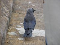 Dohle auf der Stadtmauer von Londonderry