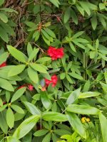 Glenveagh /glenvi:/ Castle Gardens