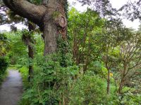 Glenveagh Gardens: Wenn man deb Blick durch''s Grün schweifen lässt, finden sich sogar Palmen
