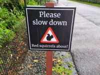 Langsam fahren: Rote Eichhörnchen sind hier unterwegs. Die schottischen Highlands sind ein Rückzugsgebiet für das in GB aussterbende europäische Eichhörnchen, welche durch Grey Squirrels (amerikanische EEHH) verdrängt werden