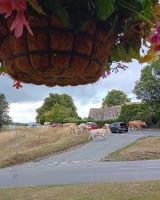 Beim Hotel Kühe auf der Straße