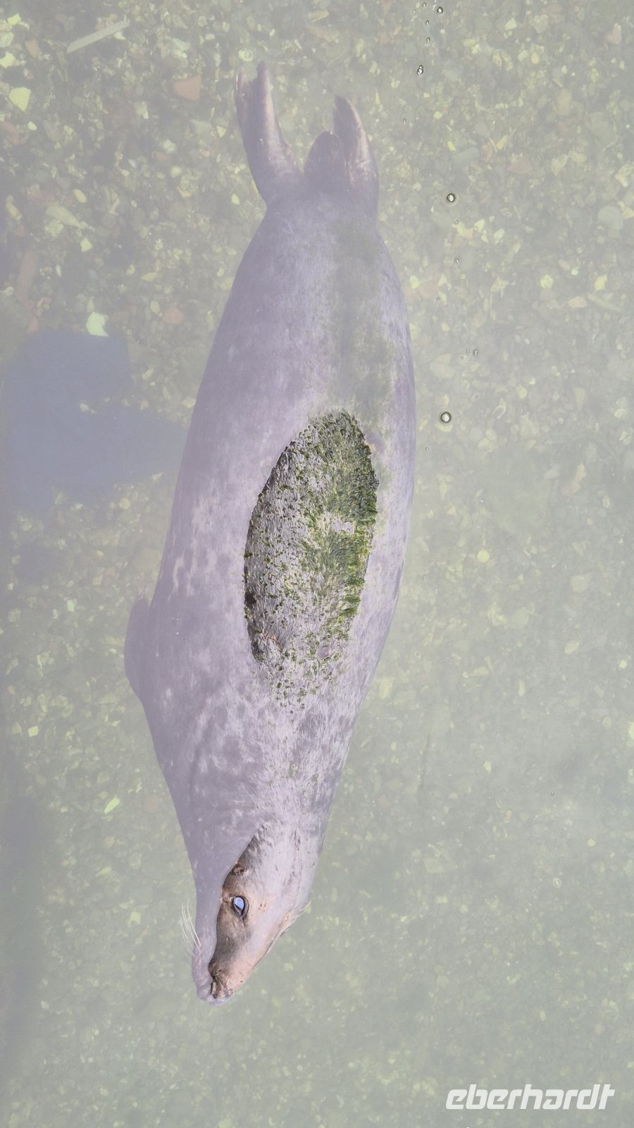 Kegelrobbe in Mevagissey