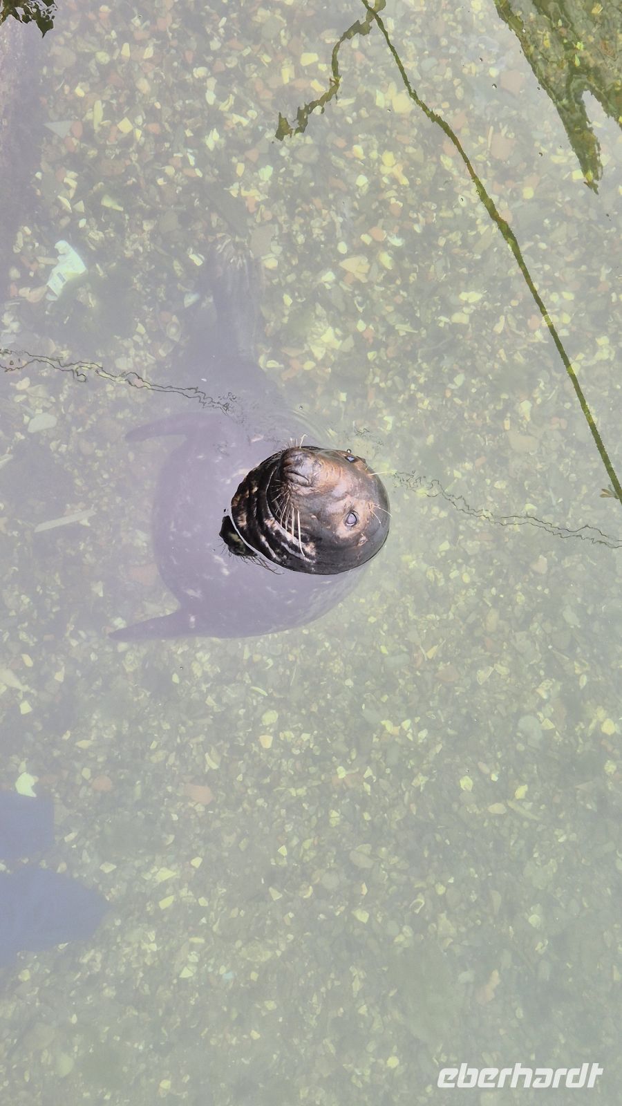 Kegelrobbe in Mevagissey