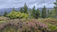 Cairngorms Nationalpark