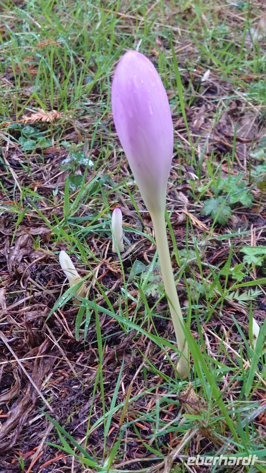 86 Herbstzeitlose, Arley