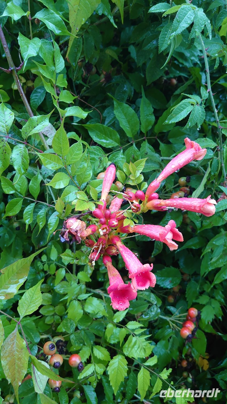 89 Rote Klettertrompete, Arley