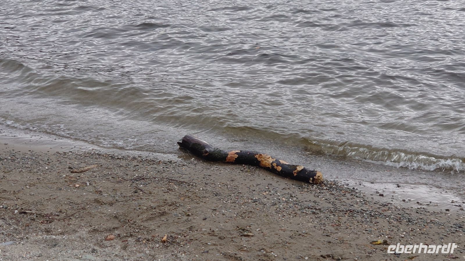 172 Treibholz am Ufer
